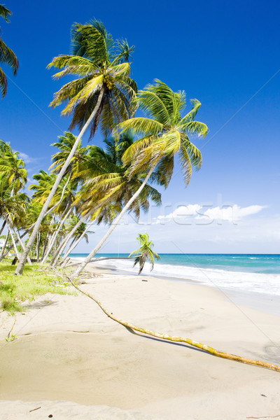 Grenada fa tájkép tenger nyár pálma Stock fotó © phbcz