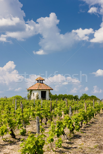 vineyard, Indre-et-Loire, Centre, France Stock photo © phbcz