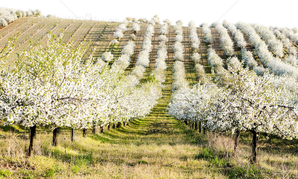 Blüte Obstgarten Frühling Tschechische Republik Baum Landschaft Stock foto © phbcz