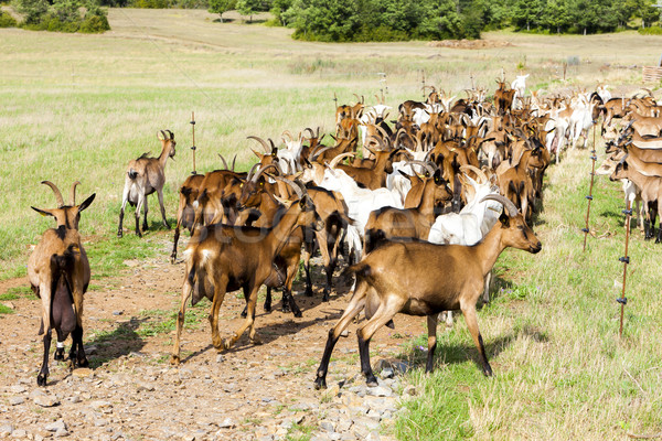herd of goats on pasturage, Aveyron, Midi Pyrenees, France Stock photo © phbcz