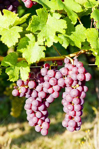 grapevine in vineyard (gewurztraminer), Alsace, France Stock photo © phbcz