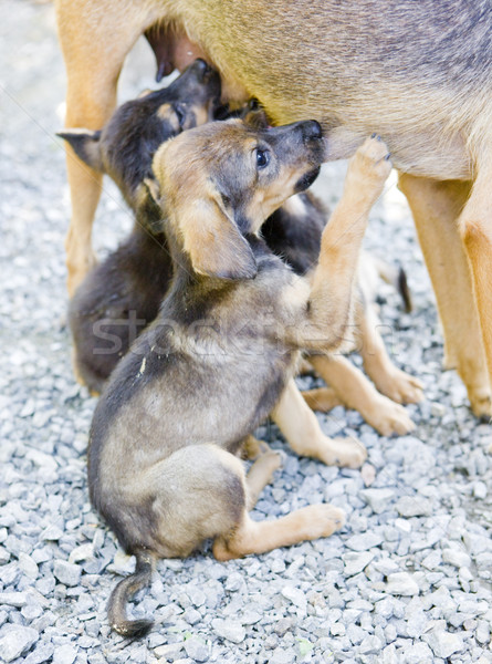 Weiblichen Hunde Detail Welpen Krankenschwester Tier Stock foto © phbcz