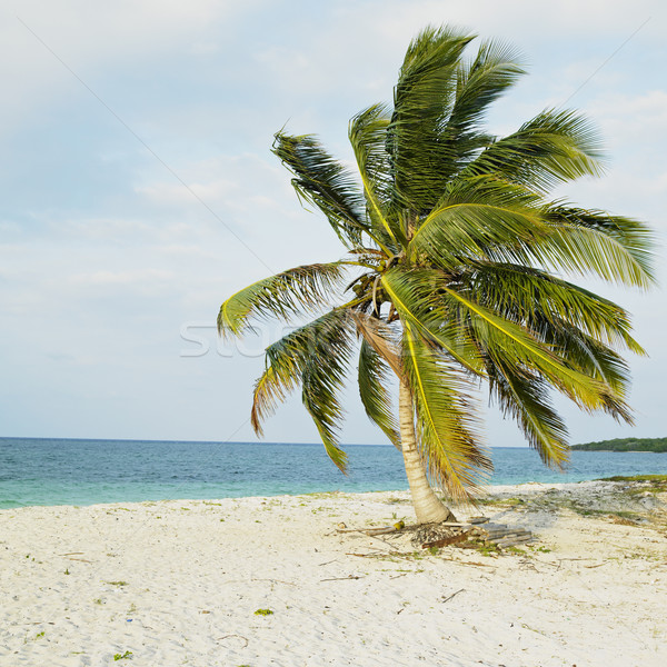 Cayo Sabinal, Camaguey Province, Cuba Stock photo © phbcz