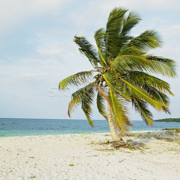 Stockfoto: Cuba · strand · natuur · zee · zomer · palm