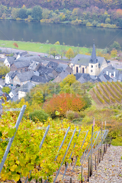 Stock photo: vineyards near Pommern, Rheinland Pfalz, Germany