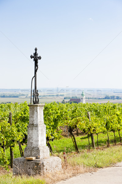 Wijngaard verlagen Oostenrijk kruis Europa wijnstok Stockfoto © phbcz