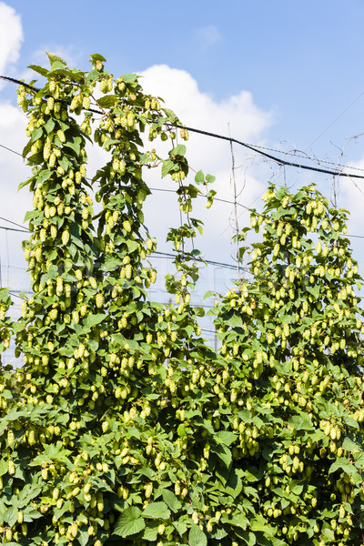 hops in hops garden, Czech Republic Stock photo © phbcz