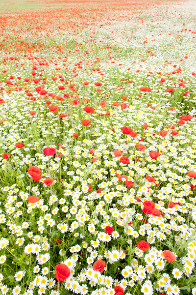 Verano pradera flor flor hierba naturaleza Foto stock © phbcz