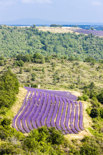 Lavendelfeld Frankreich Landschaft Anlage Europa Landwirtschaft Stock foto © phbcz