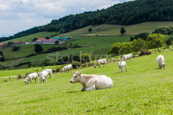 Stado krów Francja charakter Europie łące Zdjęcia stock © phbcz