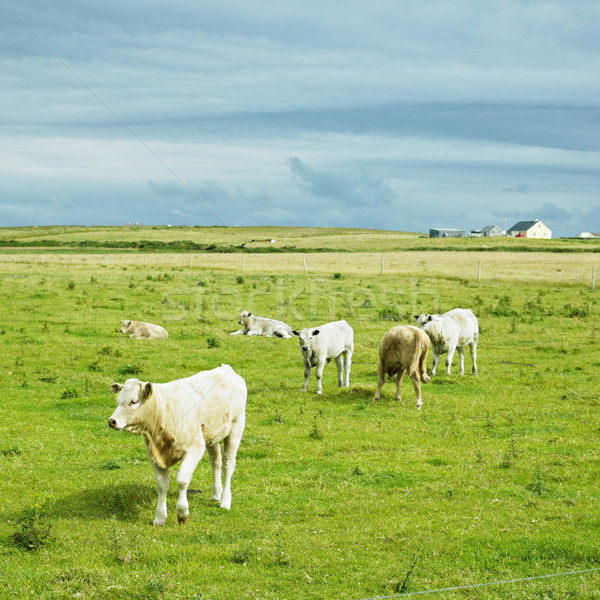 Krów półwysep majonez Irlandia charakter gospodarstwa Zdjęcia stock © phbcz