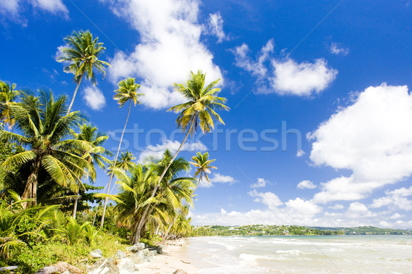 Rockly Bay, Tobago Stock photo © phbcz