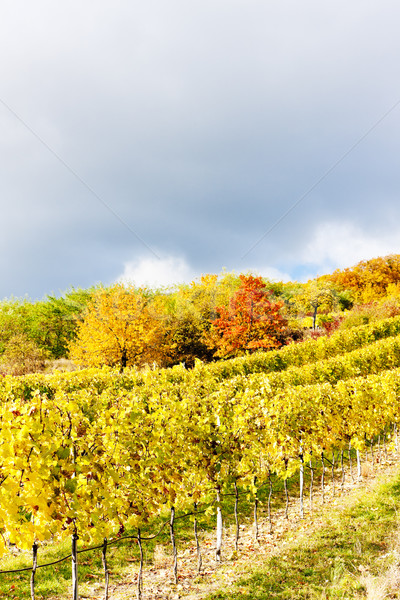 Herbstlich Region senken Österreich Herbst Reben Stock foto © phbcz