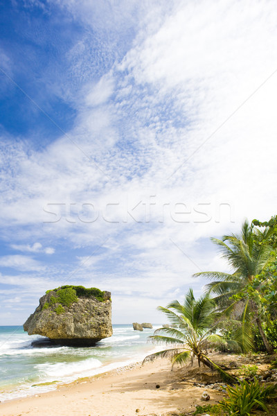 Keleti part Barbados Karib fa tájkép Stock fotó © phbcz