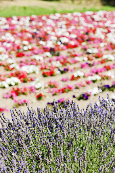 flower field and lavenders, Provence, France Stock photo © phbcz