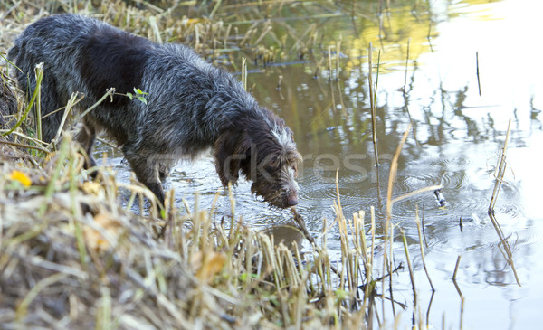 Cão de caça lagoa água cães animais animal de estimação Foto stock © phbcz