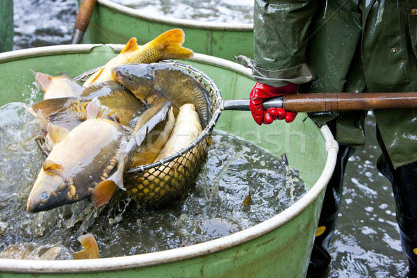 Colheita lagoa animais pescaria tanque pescador Foto stock © phbcz