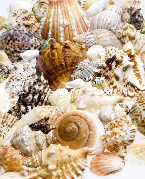 still life of seashells Stock photo © phbcz