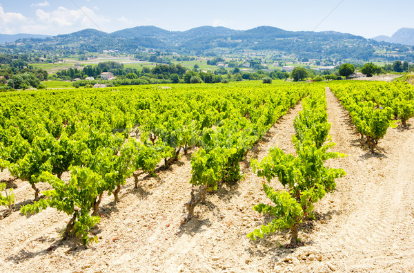 vineyards near La Cadiere d''Azur, Provence, France Stock photo © phbcz