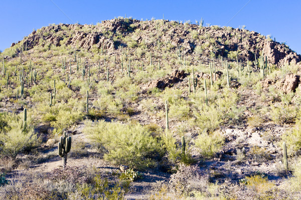 Park Arizona USA tájkép növény csend Stock fotó © phbcz