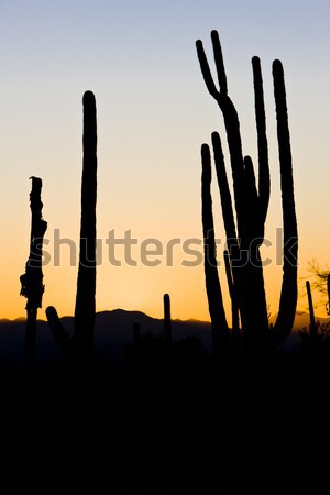 Сток-фото: закат · парка · Аризона · США · пейзаж · силуэта