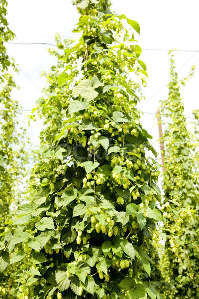 hops garden, Czech Republci Stock photo © phbcz