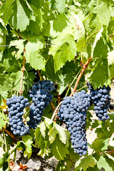 Stockfoto: Blauw · druif · la · Spanje · blad · najaar