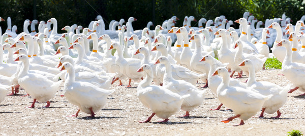 goose farm, Czech Republic Stock photo © phbcz