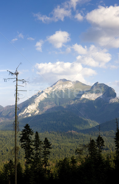 Belianske Tatry (Belianske Tatras), Slovakia Stock photo © phbcz