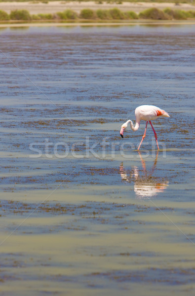 Flamingo Franta apă natură pasăre păsări Imagine de stoc © phbcz