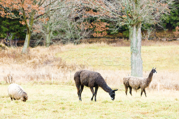 Stock foto: Maine · USA · Tier · Land · Freien · außerhalb