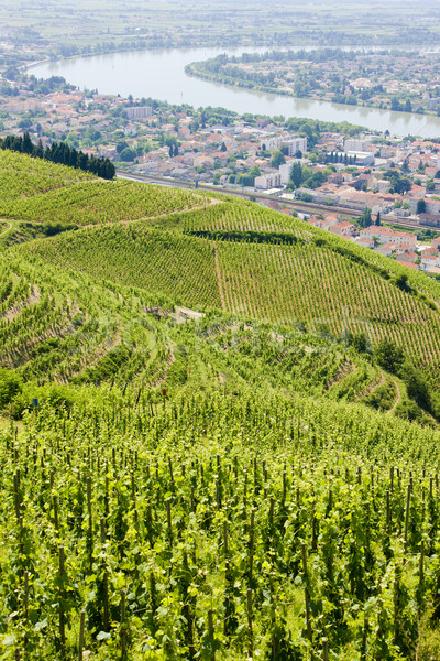 grand cru vineyard, L Stock photo © phbcz