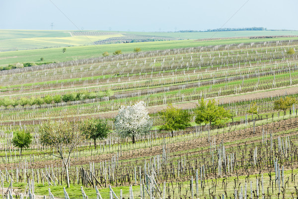 Stock photo: vineyard called Noviny near Cejkovice, Czech Republic