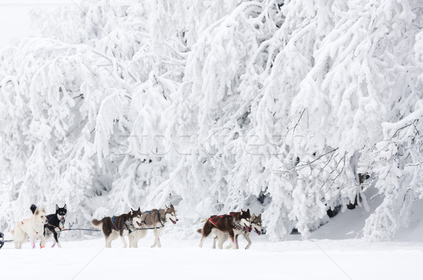 sledge dogging, Sedivacek''s long, Czech Republic Stock photo © phbcz