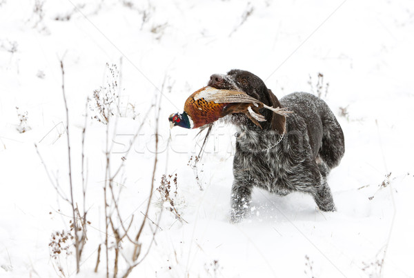 Chien de chasse neige jeu animal chasse [[stock_photo]] © phbcz