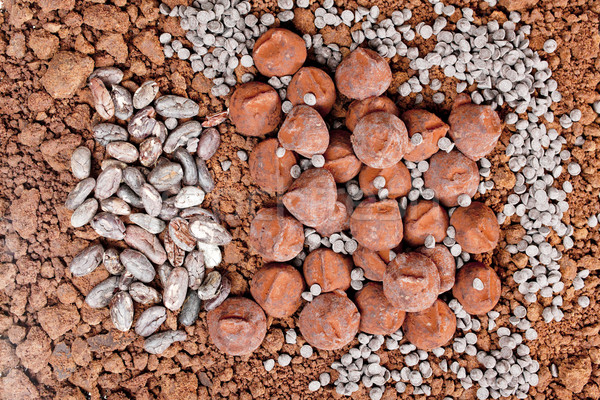 chocolate truffles and cocoa beans in cocoa Stock photo © phbcz