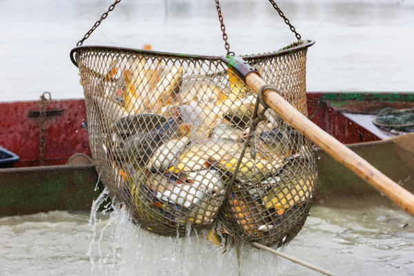 池塘 魚 釣魚 戶外活動 商業照片 © phbcz