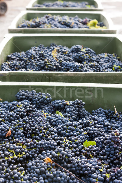 wine harvest, Southern Moravia, Czech Republic Stock photo © phbcz