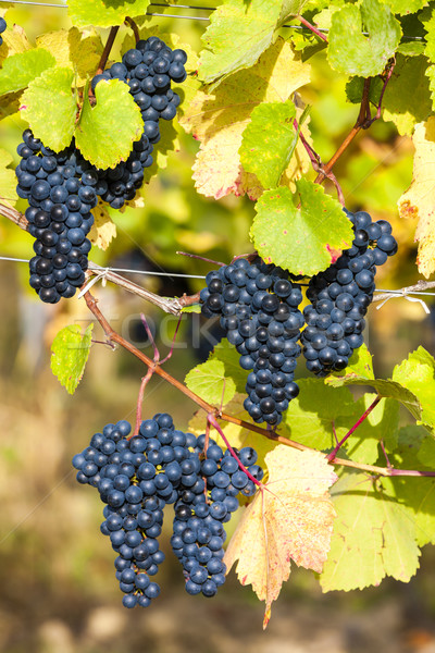 Stock photo: blue grapes in vineyard, Southern Moravia, Czech Republic