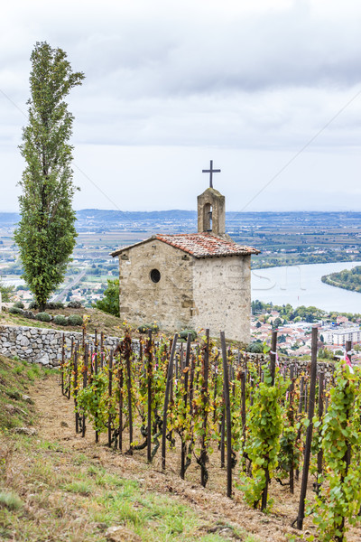 grand cru vineyard and Chapel of St. Christopher, L Stock photo © phbcz