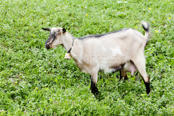 goat on meadow Stock photo © phbcz