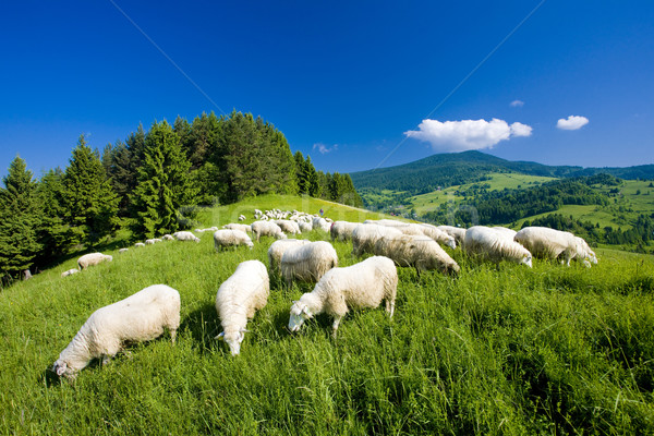 sheep herd, Mala Fatra, Slovakia Stock photo © phbcz