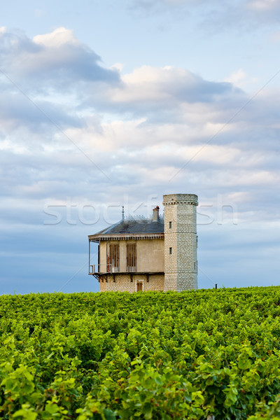 Stock photo: vineyards of Clos Blanc De Vougeot Castle, Burgundy, France