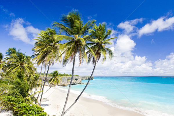 Foto d'archivio: Fondo · Barbados · Caraibi · albero · panorama · mare