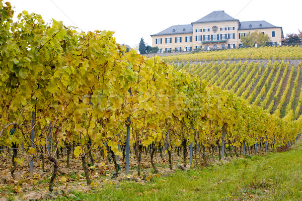 Johannisberg Castle with vineyard, Hessen, Germany Stock photo © phbcz