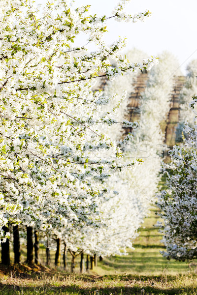 [[stock_photo]]: Floraison · verger · printemps · République · tchèque · arbre