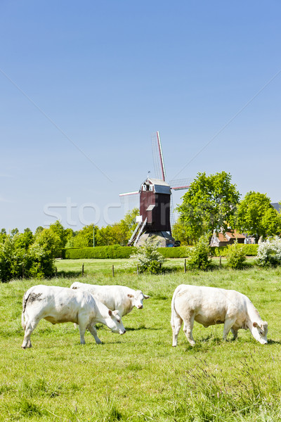 Moulin à vent vaches France Voyage architecture animaux [[stock_photo]] © phbcz