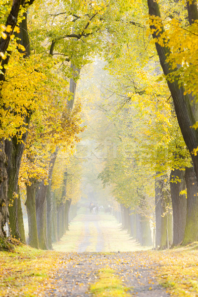 Allée arbre automne usine chemin [[stock_photo]] © phbcz