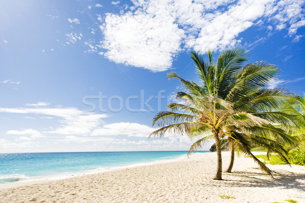 Foto d'archivio: Barbados · Caraibi · albero · panorama · mare · estate