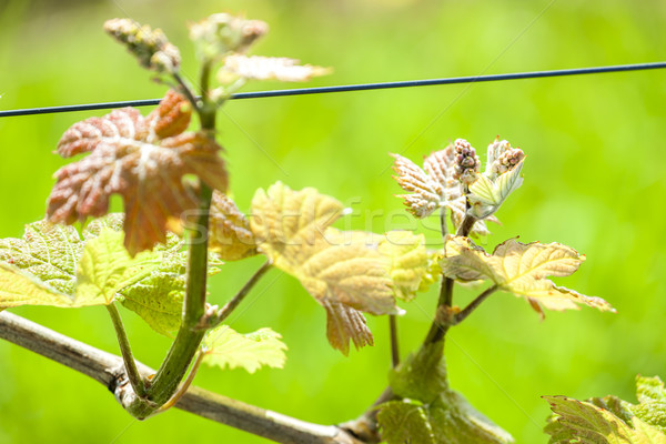 close up of vine Stock photo © phbcz